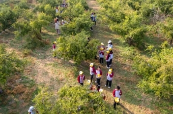 亲近自然，感悟收获——天津西青为明学校小学部冬枣采摘活动
